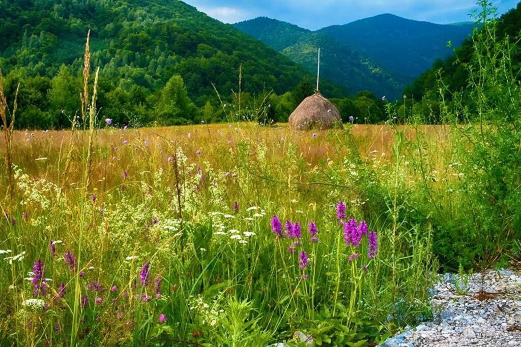 The Green House - Apuseni Mountains Pietroasa  Exterior photo